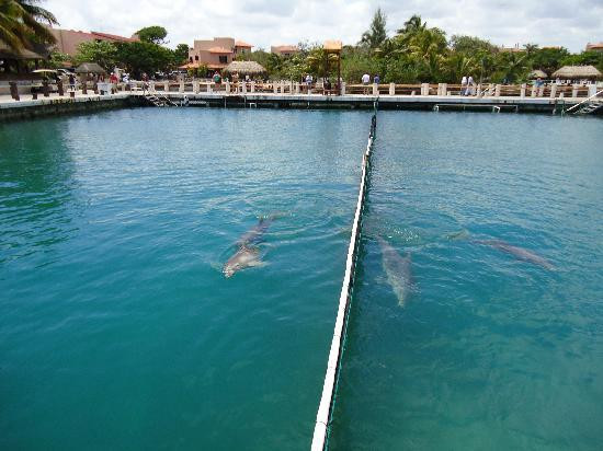 Puerto Aventuras Marina景点图片
