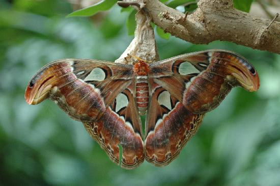 Victoria Butterfly Gardens景点图片