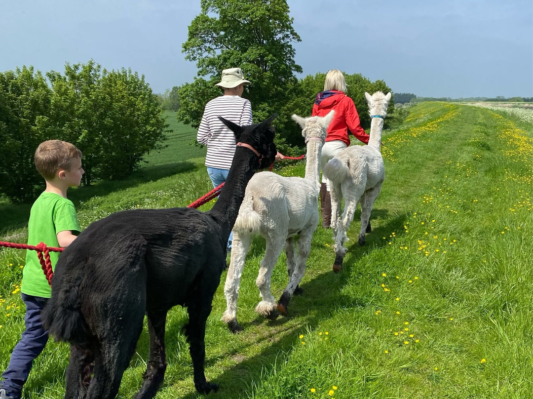 Alice's Alpacas景点图片