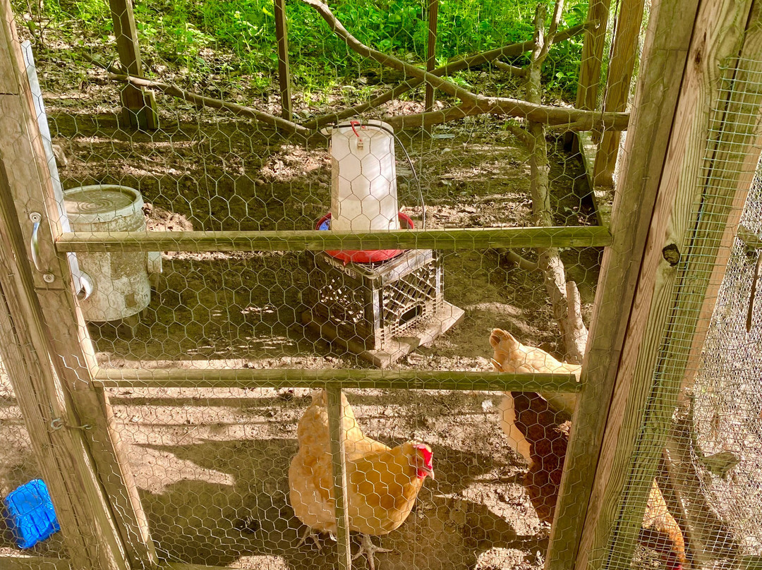 At Home In The Woods Bed And Breakfast主图