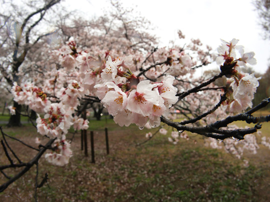 Musenyama-伊奈町必去景点