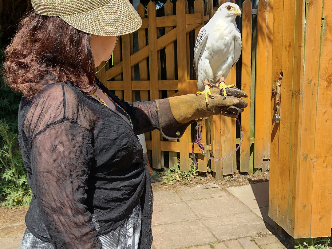 Strathblane Falconry-Strathblane必去景点