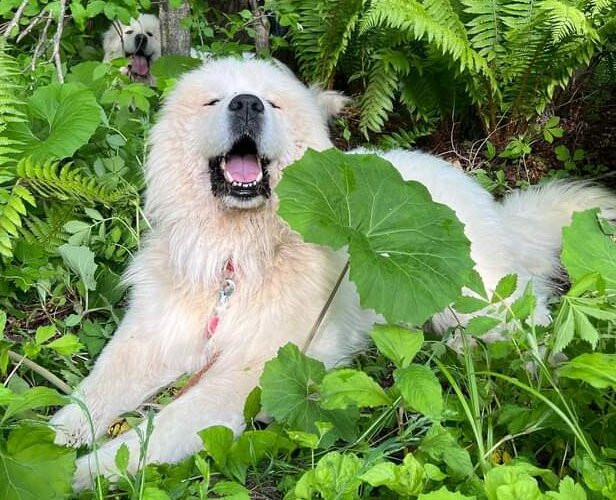 Guriland-十和田市必去景点