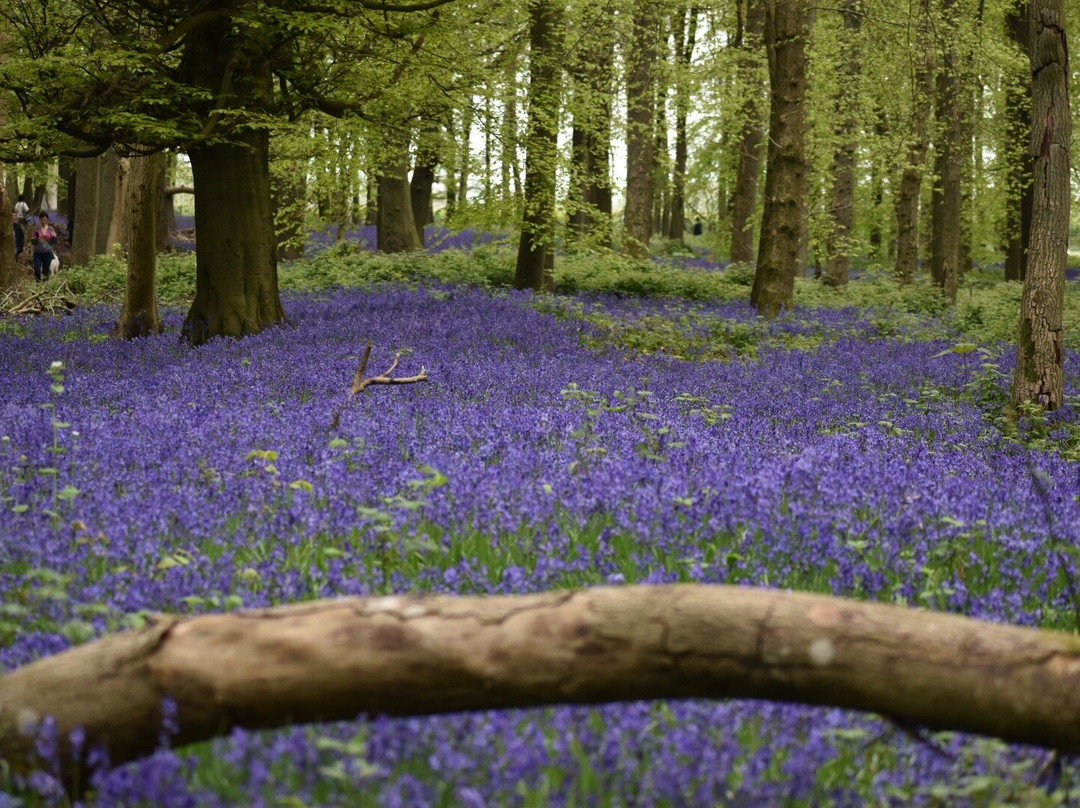 National Trust - Ashridge Estate-Berkhamsted必去景点