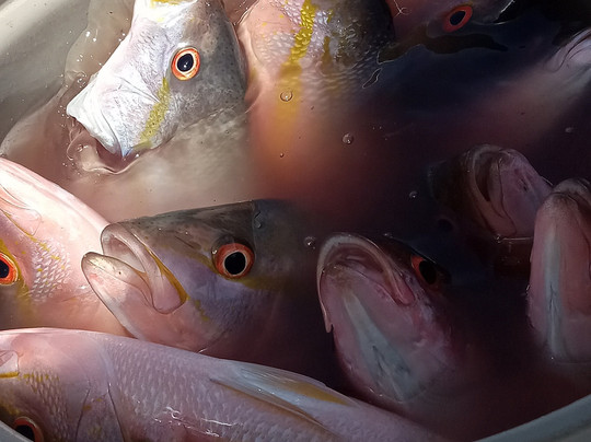 Key Largo Sportfishing LLC-拉哥岛必去景点