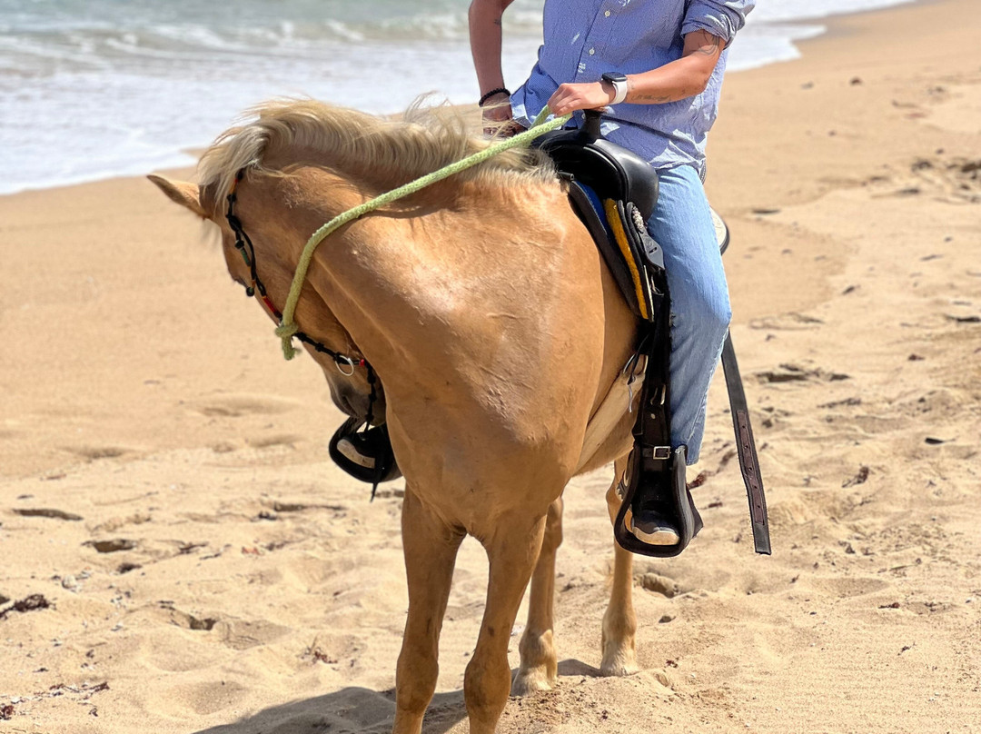 Beach Horses PR景点图片