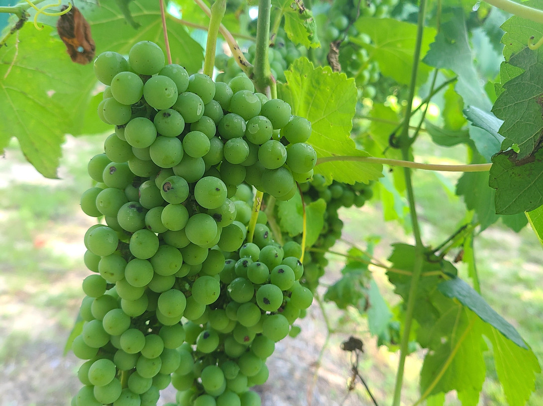 Junavelli Winery Llc-Brewton必去景点