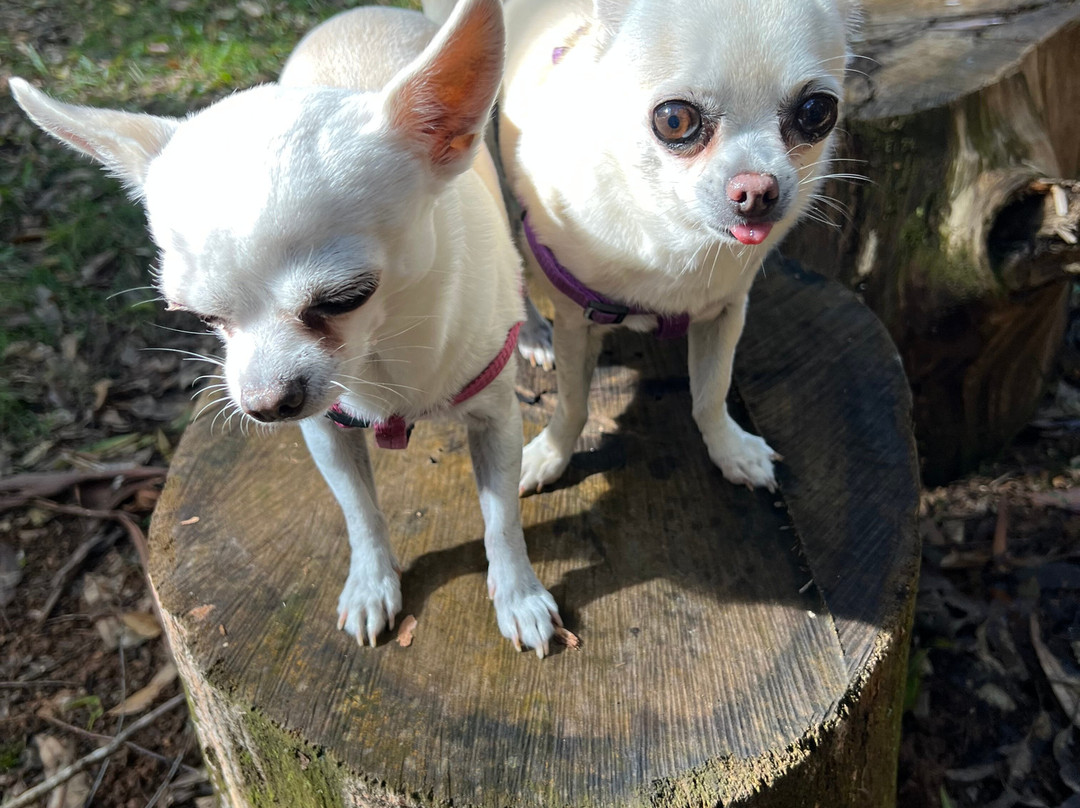 Chilverton Cottages & Day Spa主图