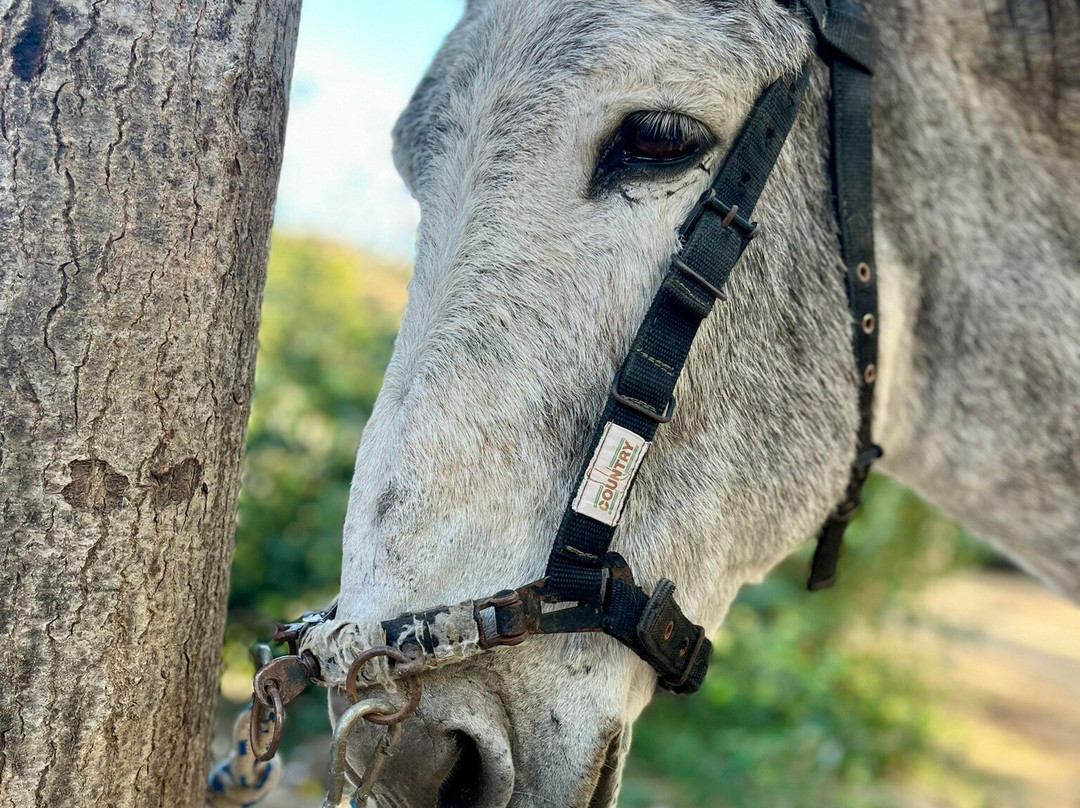 Proyecto Burruticas-Abarán必去景点