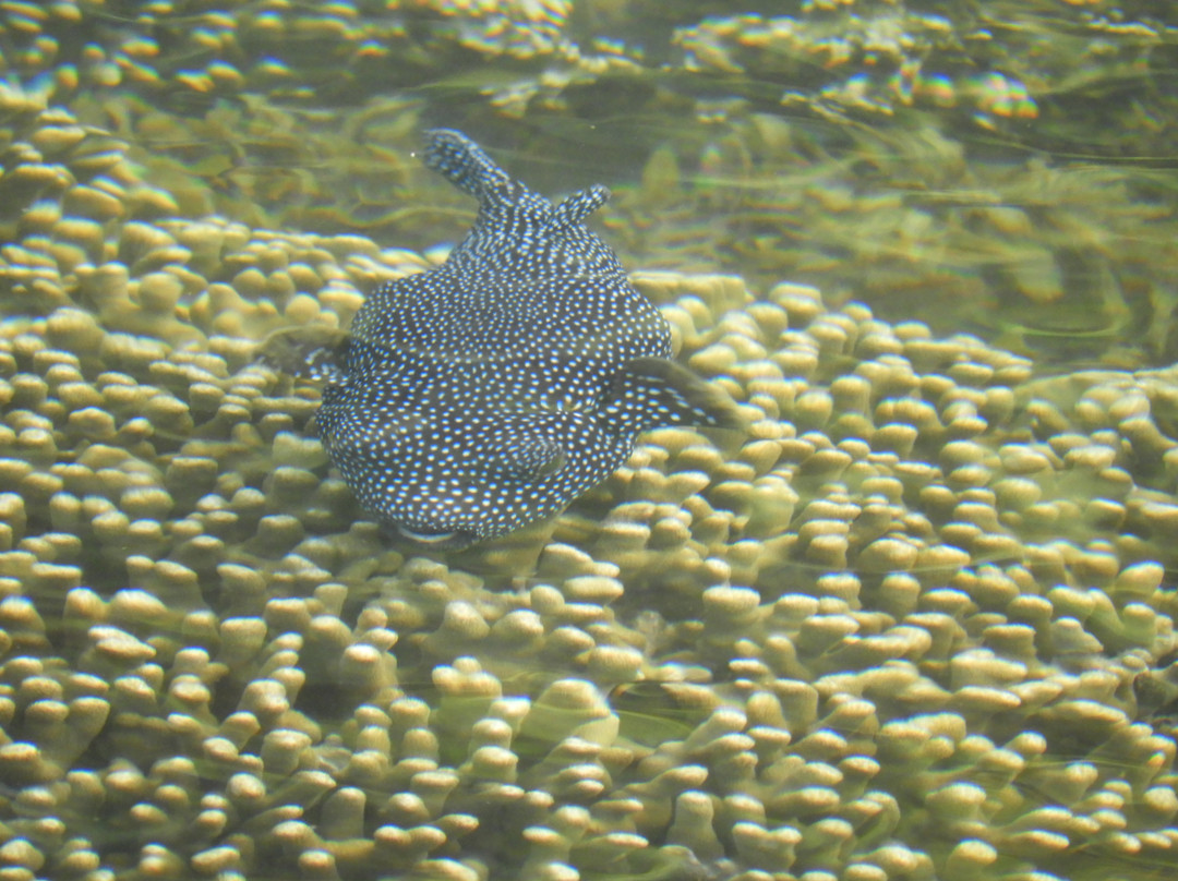 Aga Reef Resort主图
