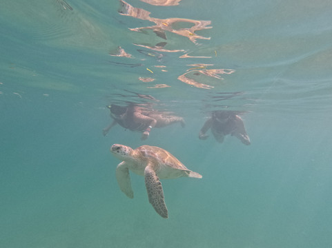 Marine Life Akumal MX-艾库玛尔必去景点