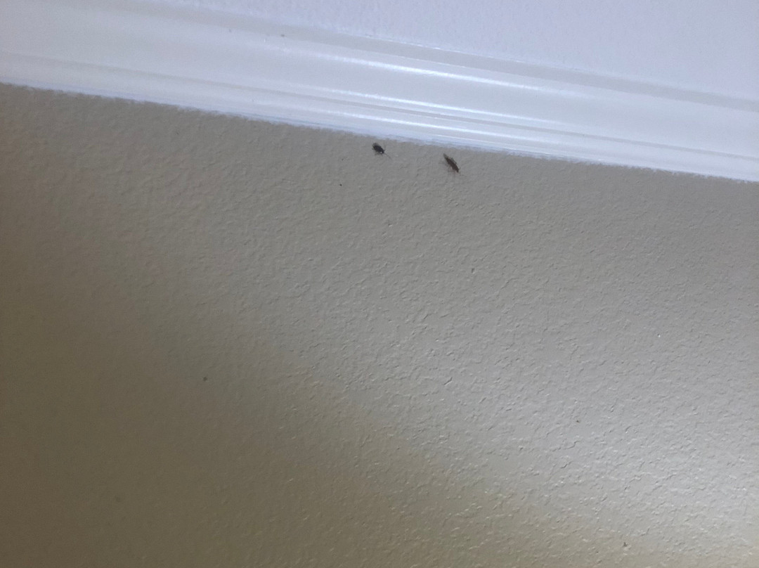 Suburban Extended Stay Birmingham Homewood主图