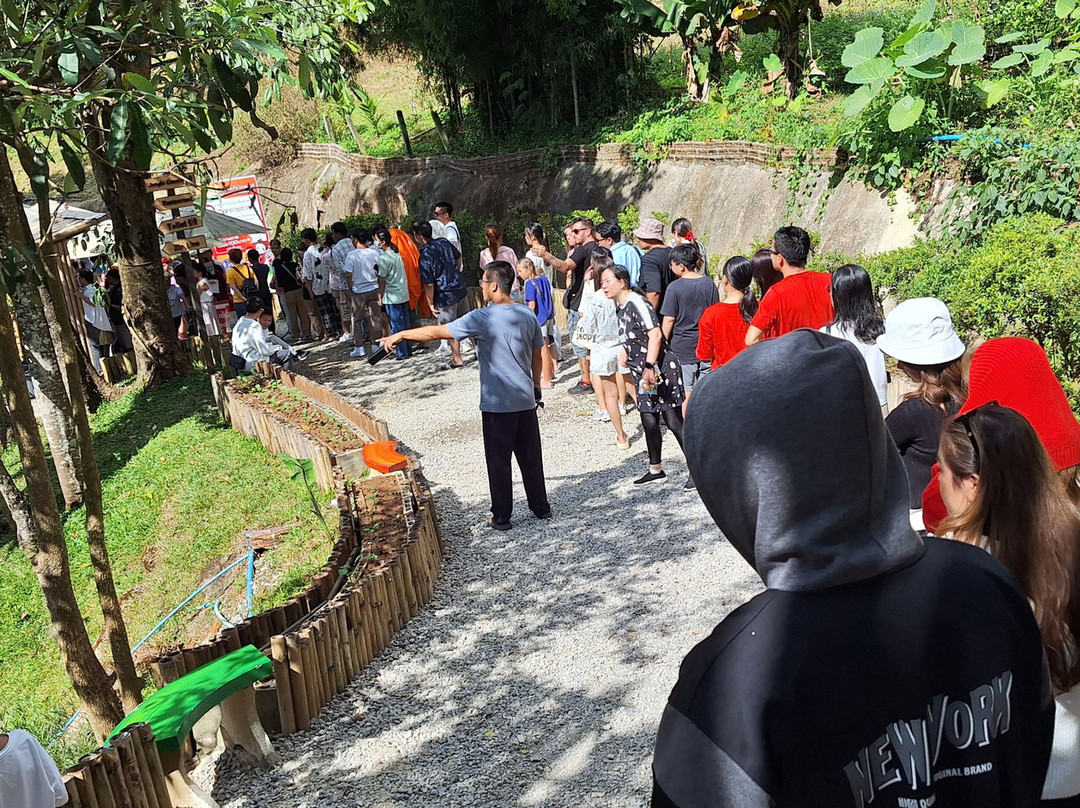 Pongyang Zipline and Jungle Coaster景点图片
