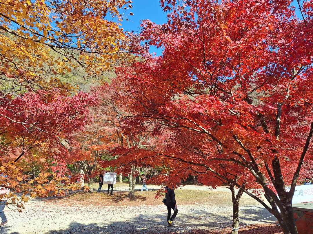 Naejangsan National Park-淳昌郡必去景点