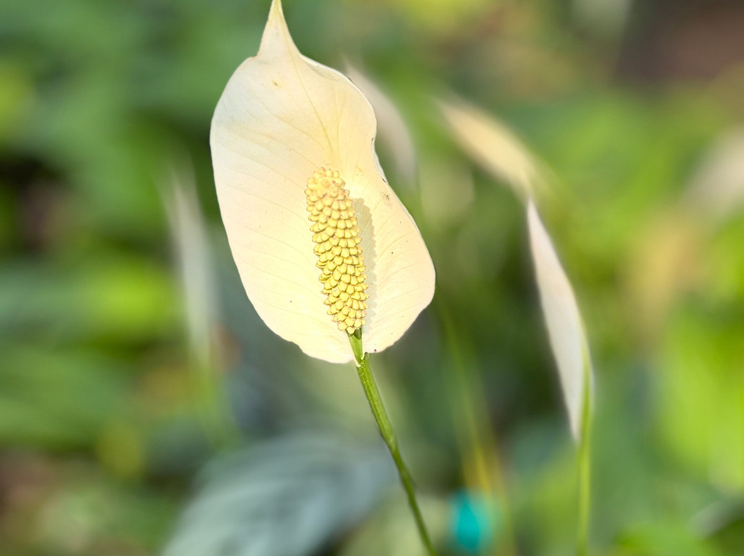 WelcomHeritage Golf View主图