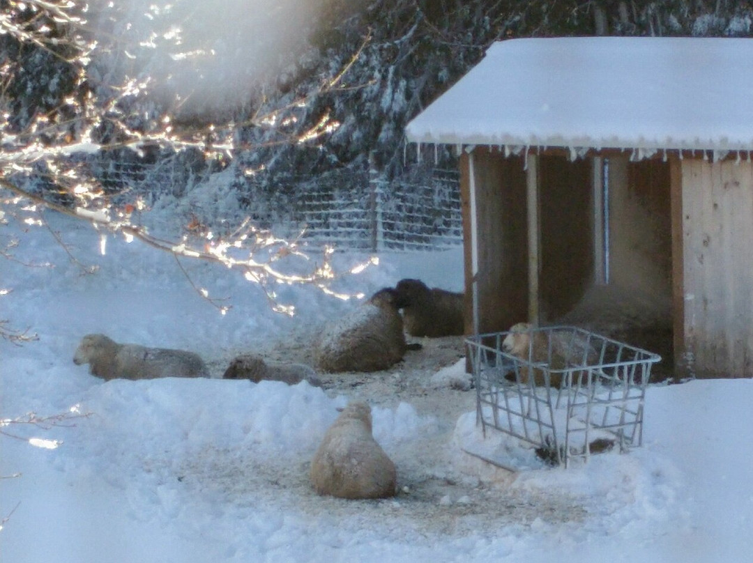 Velvet Sheep Farms