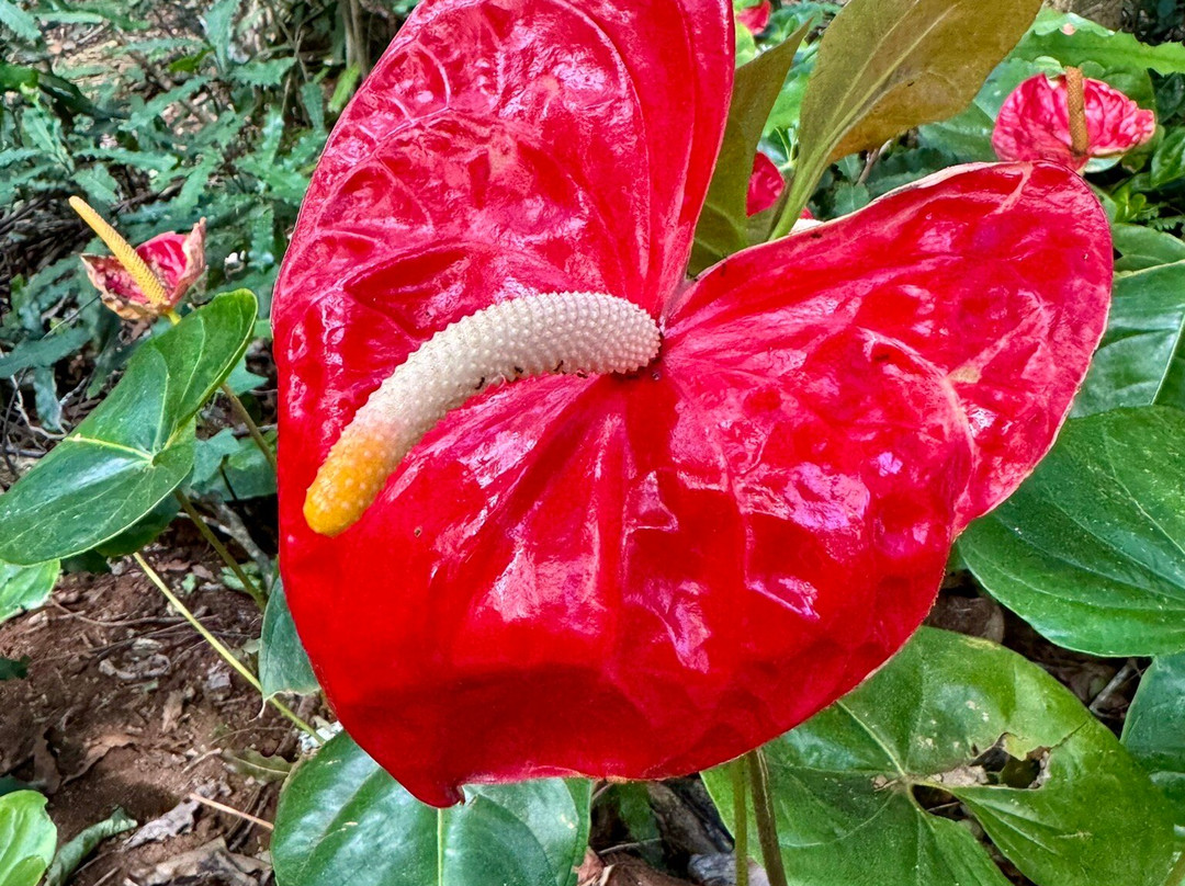 Purdy's All-Natural Macadamia Nut Farm-摩洛凯岛必去景点