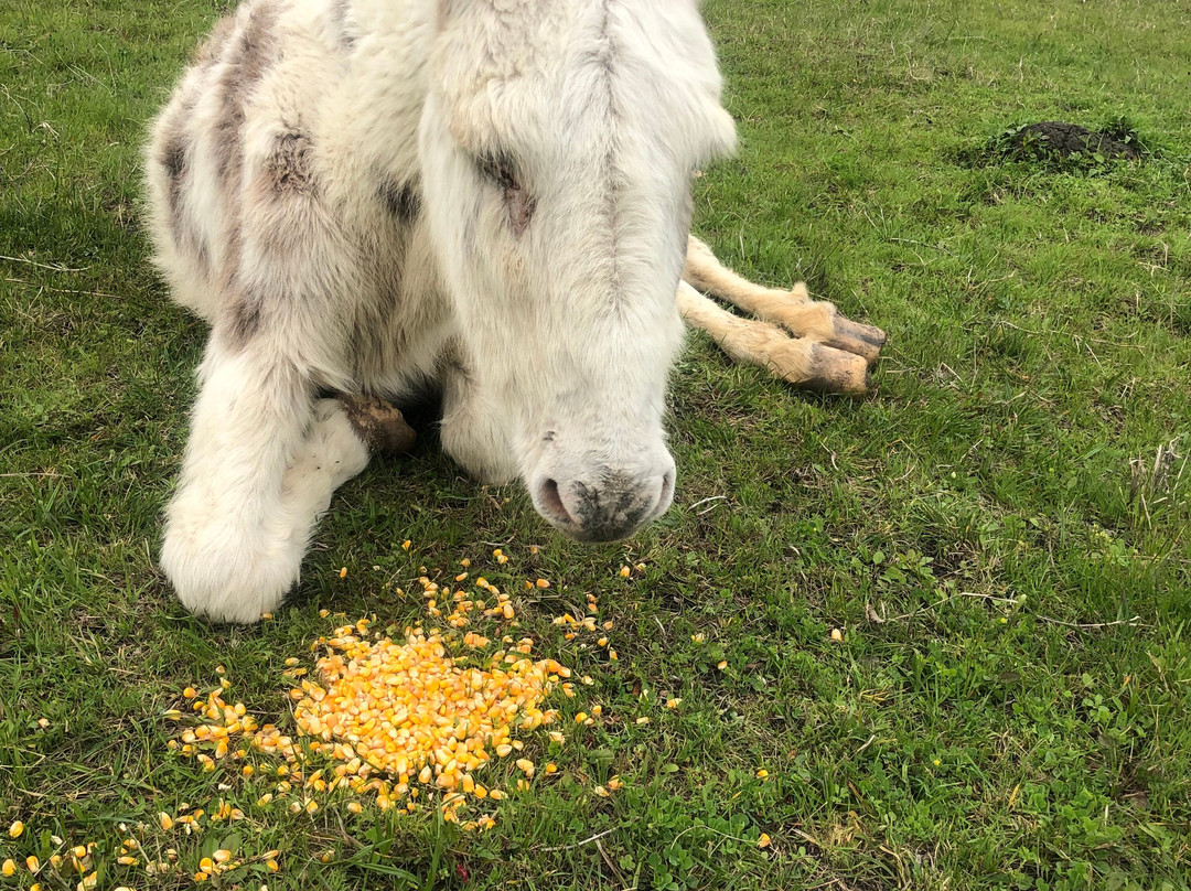 Lillian Farms Country Estate主图