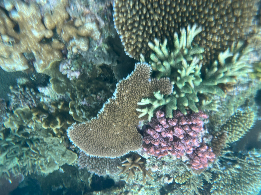 Taveuni Ocean Sports-塔韦乌尼岛必去景点