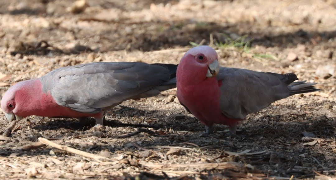 Fine Feather Tours-Mossman必去景点