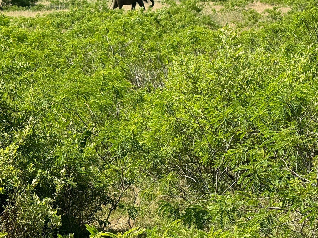 Travel Buddy - Sri Lanka-Palatuwa必去景点