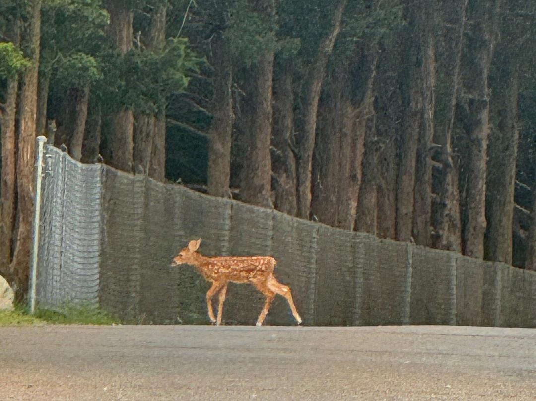 Wildwood State Park景点图片