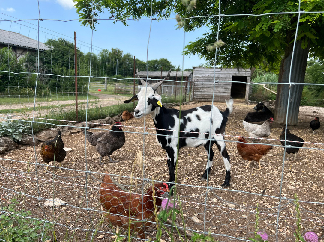 La Ferme de Vigne Haute景点图片