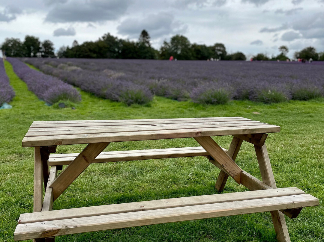 Warwickshire Lavender Farm-Bubbenhall必去景点