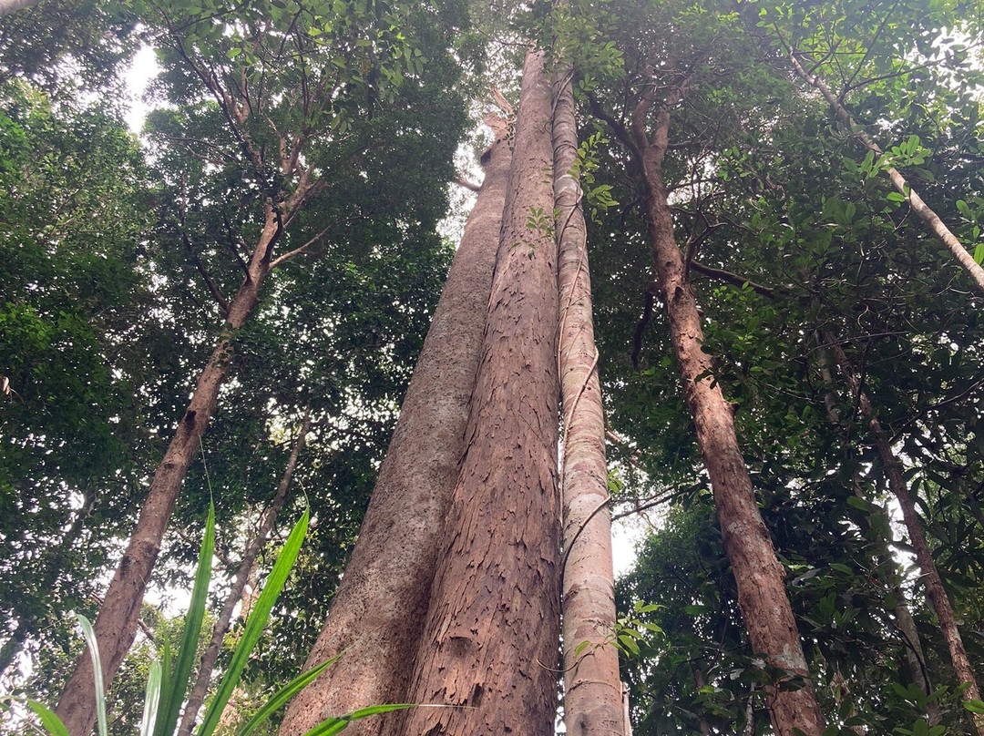 Taman Negeri Rompin Pahang景点图片