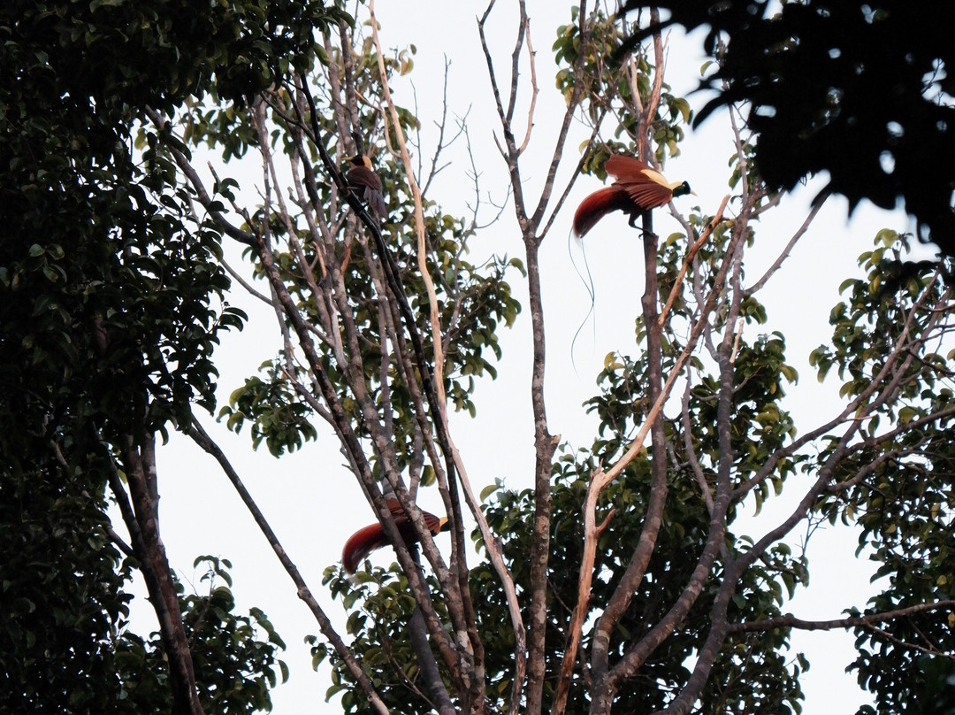 Warkesi Forest Park - Exotic Bird Watching Spot景点图片