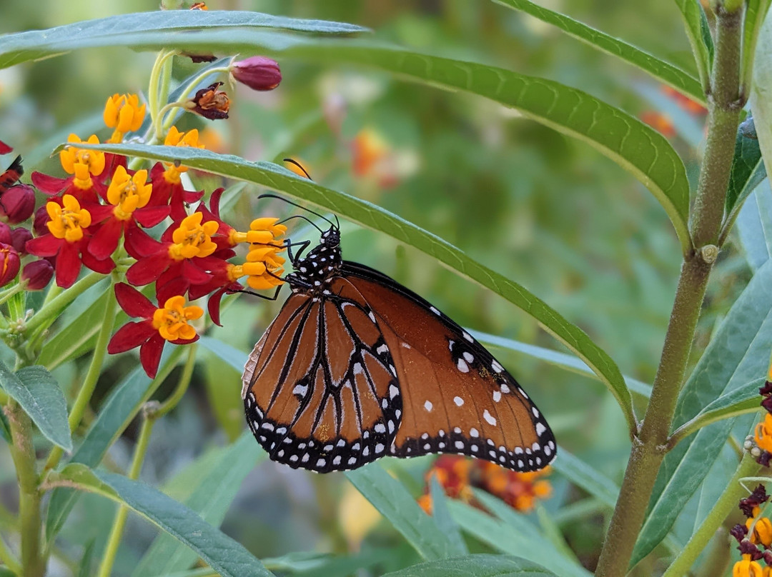 Tucson Botanical Gardens