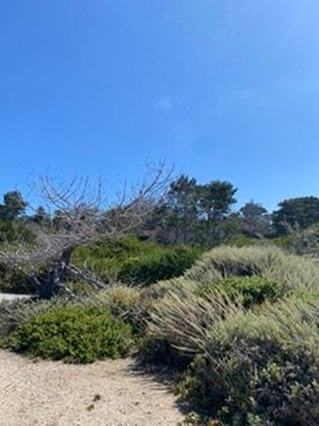 Carley Brother Tours-蒙特雷必去景点