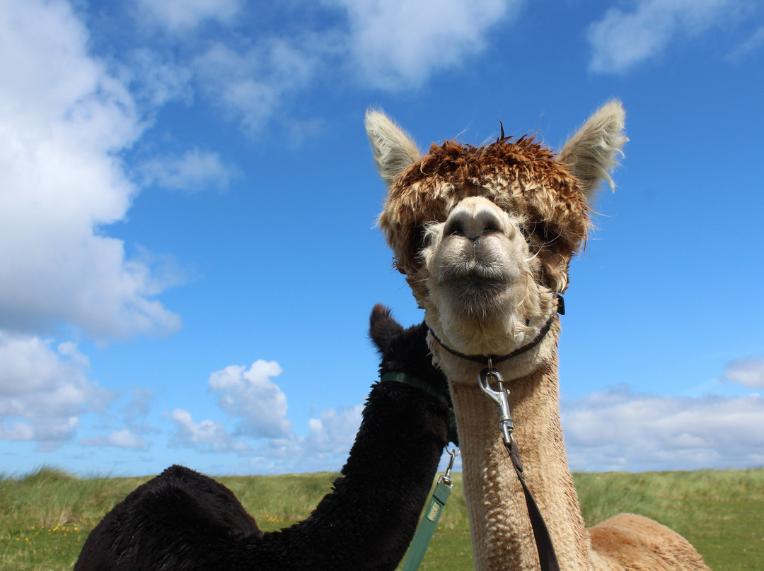 Achill Island Alpacas景点图片