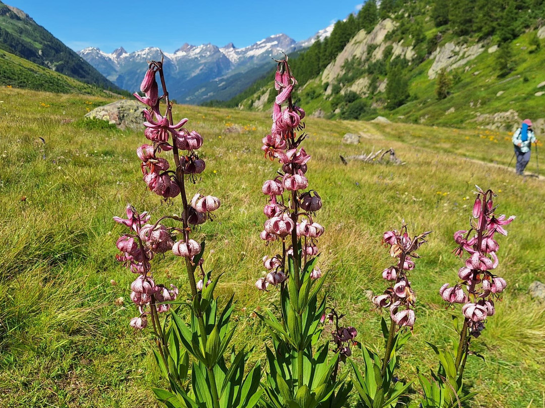 Alpenhotel zur Wildi主图