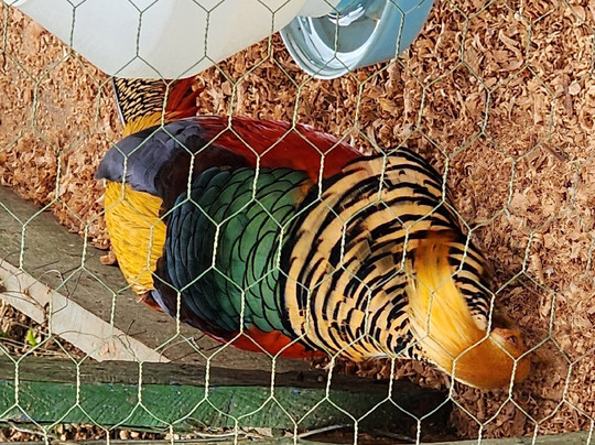 Fazendinha Ecológica Três Irmãos-Lagoa Dourada必去景点