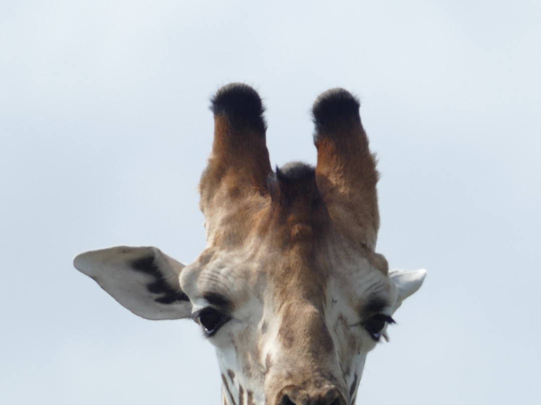 Yala Safaris Uganda-坎帕拉必去景点