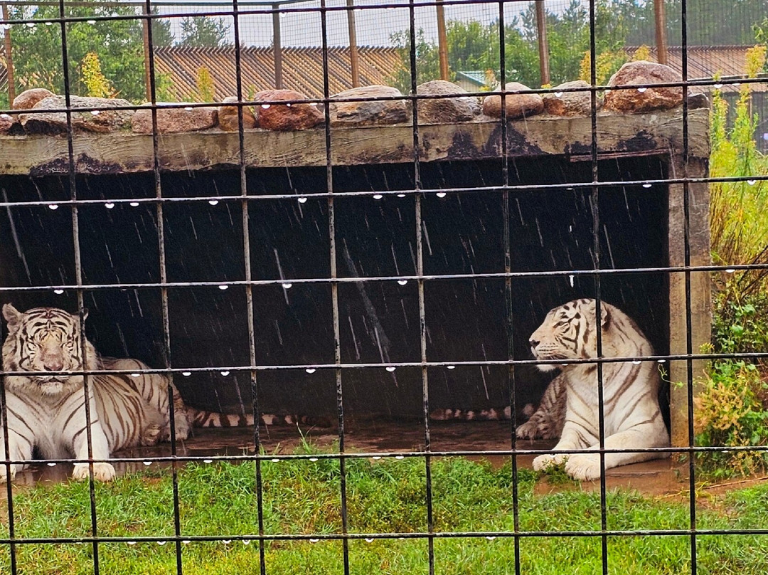 Safari North-Brainerd必去景点