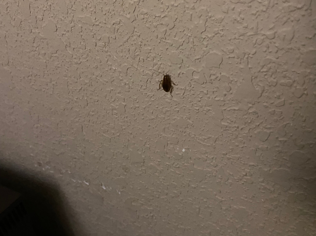 Comfort Suites near Robins Air Force Base主图