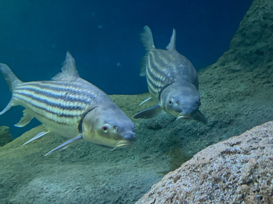 Underwater World Pattaya-Nong Prue必去景点