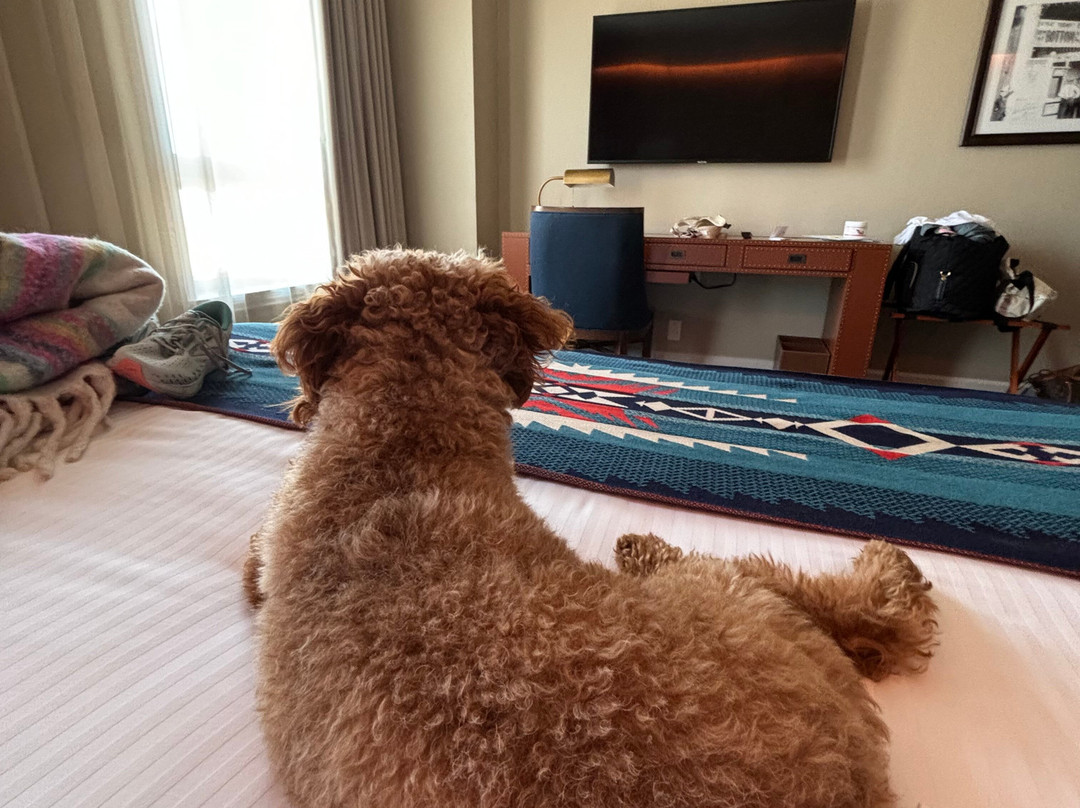 Hotel Paso Del Norte, Autograph Collection主图