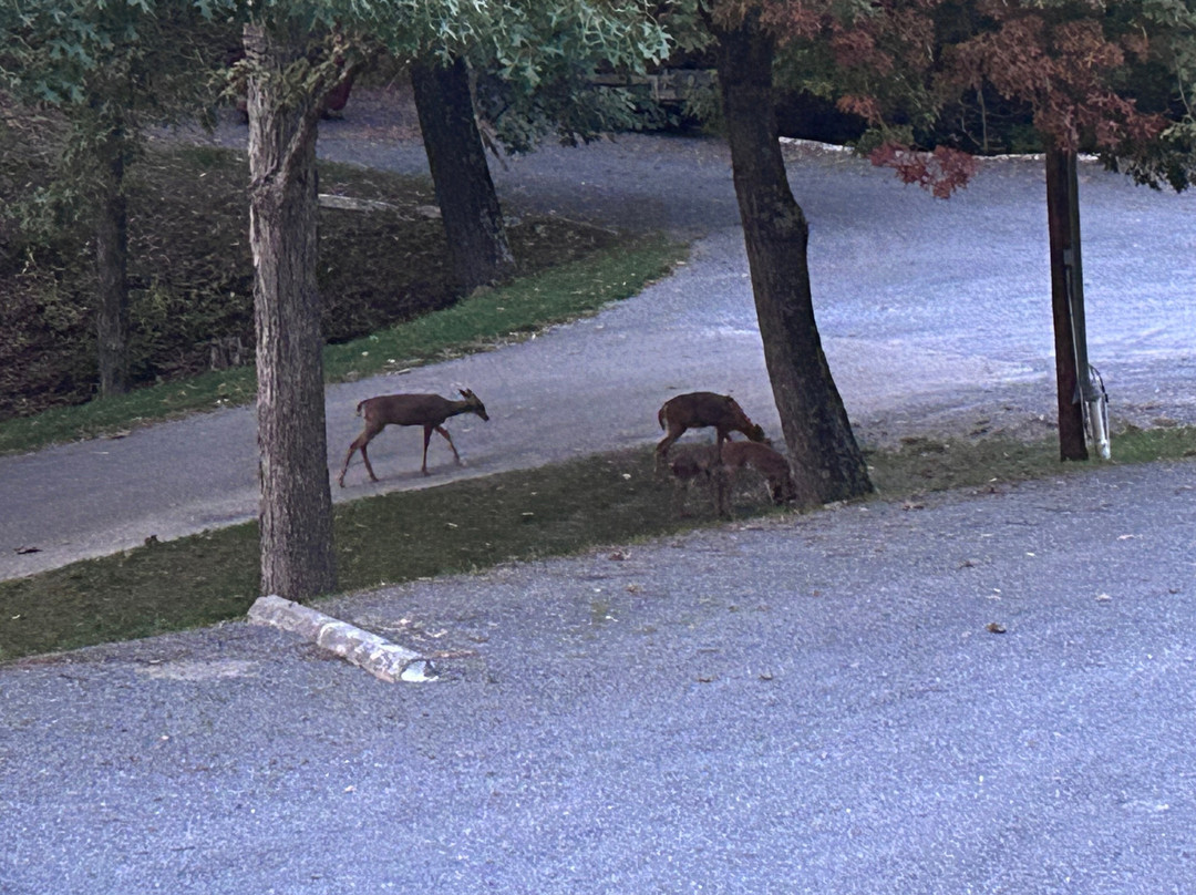 Koolwink Motel主图