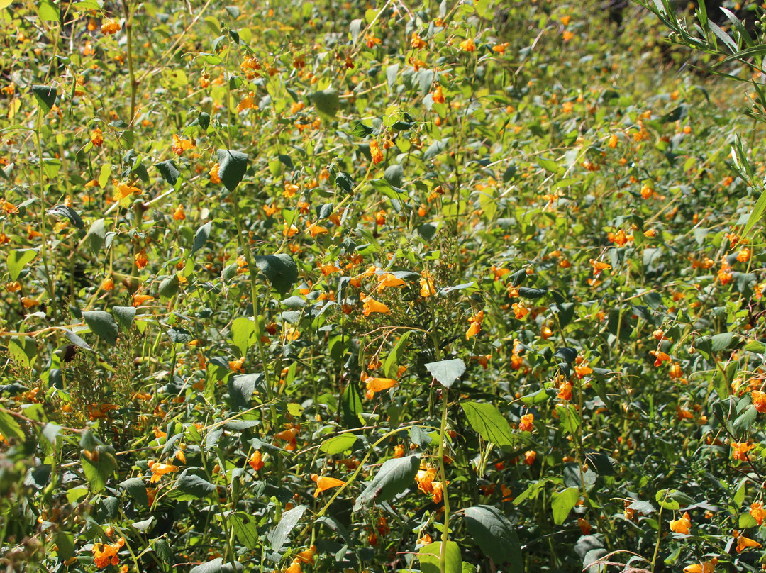 A.W. Campbell Conservation Area-Alvinston必去景点