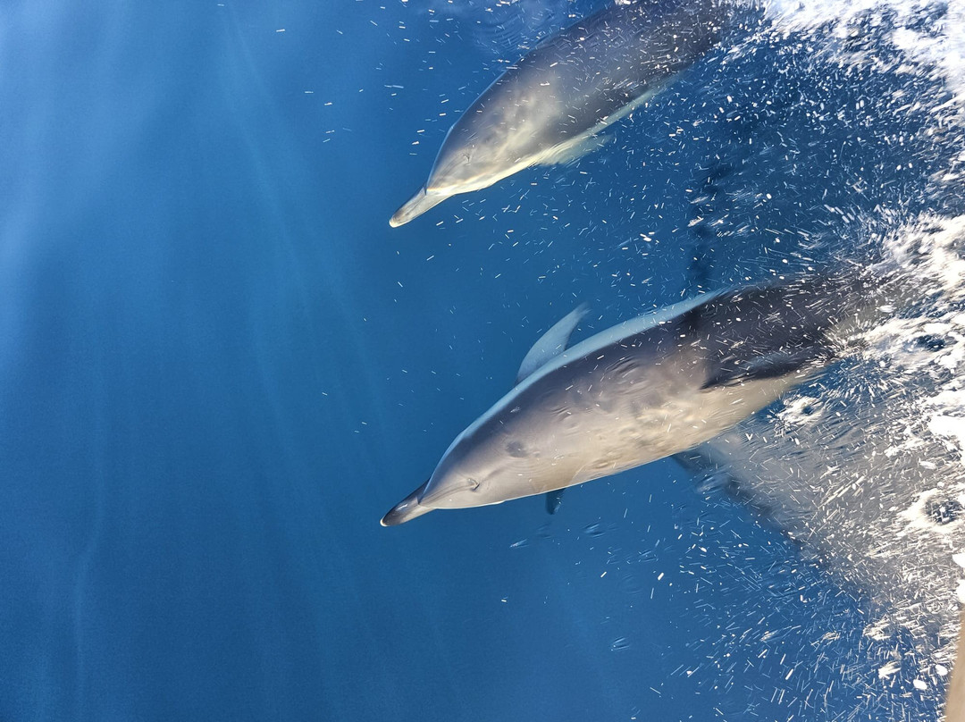 Skiathos Experience-Skiathos Town必去景点