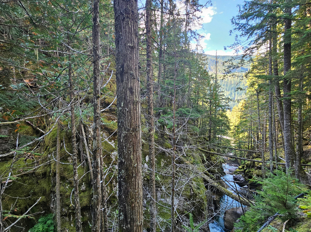 Crazy Creek Suspension Bridge景点图片