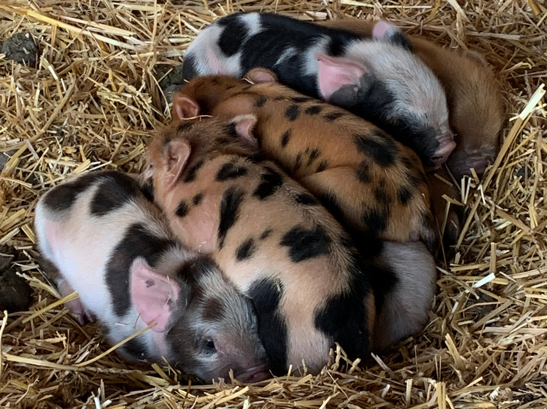 Barking Mad Farm B & B主图