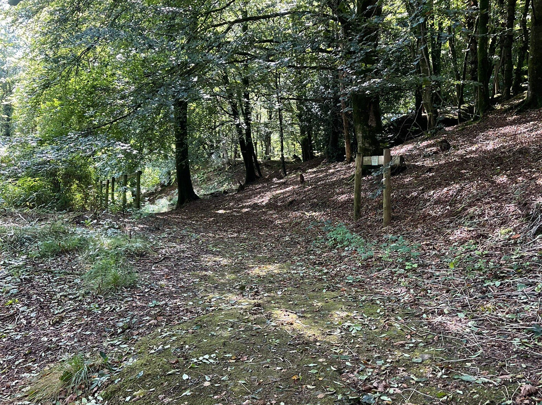 Willow Tree Café & Woodland Walk-North Petherwin必去景点