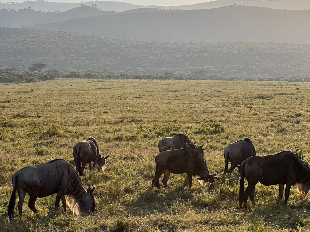 Oserengoni Wildlife Sanctuary-奈瓦夏必去景点