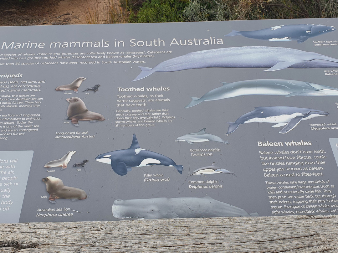 Basham Beach Conservation Park-Port Elliot必去景点