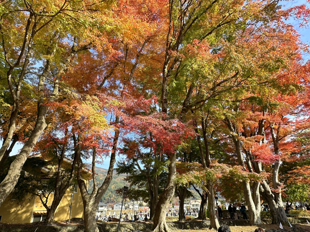 Maple Corridor-富士河口湖町必去景点