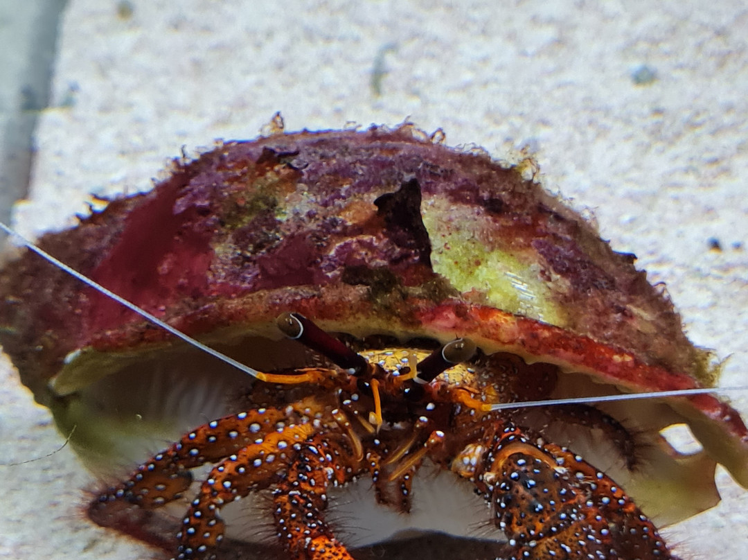Sevastopol Aquarium-塞瓦斯托波尔必去景点